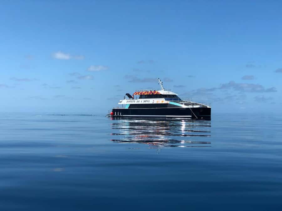 Cairns: Great Barrier Reef Premium Diving Full Day Tour - Five hours of snorkeling, with scuba options