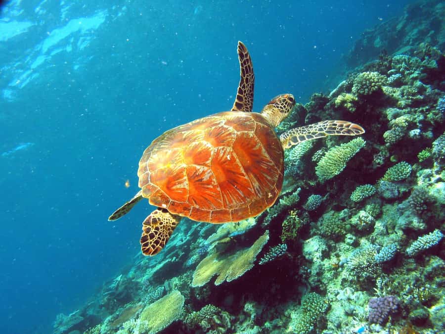 Cairns: Great Barrier Reef Small Group Snorkelling Tour - The high-speed run to the Great Barrier Reef
