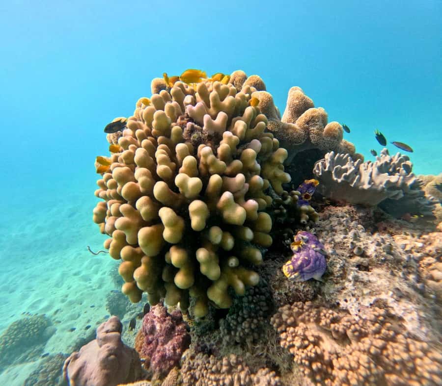 Cairns: Great Barrier Reef Small Group Snorkelling Tour - Second site: more water time, more confidence