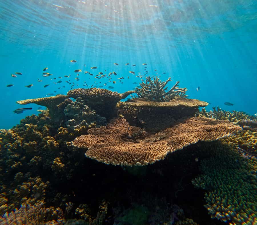 Cairns: Great Barrier Reef Small Group Snorkelling Tour - Checking in at Cairns Marlin Marina