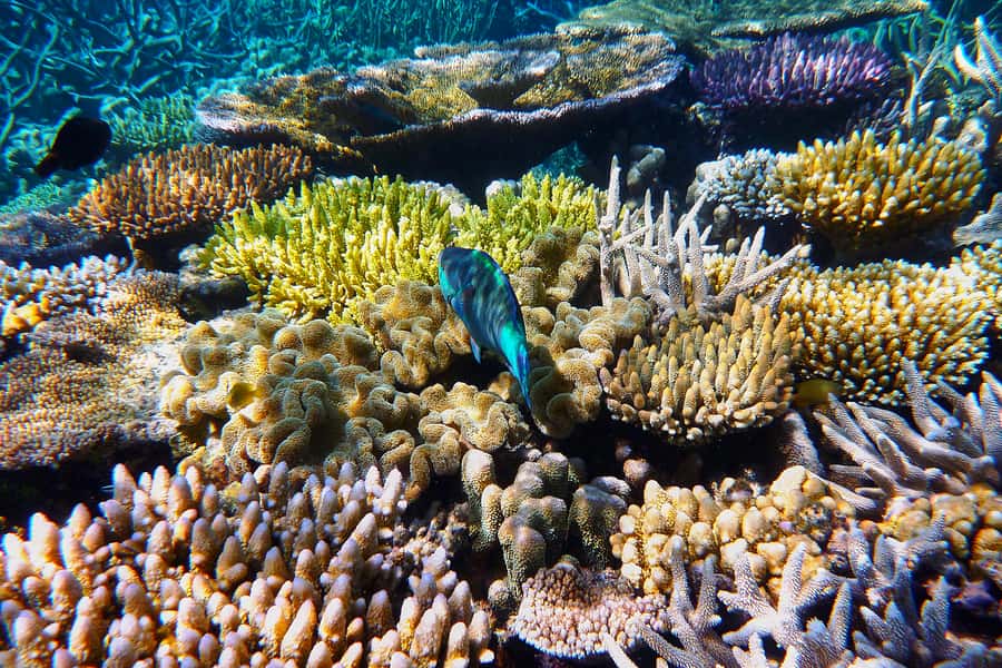 Cairns: Outer and Coral Cay Snorkel and Dive Cruise - Why six hours on the Great Barrier Reef matters