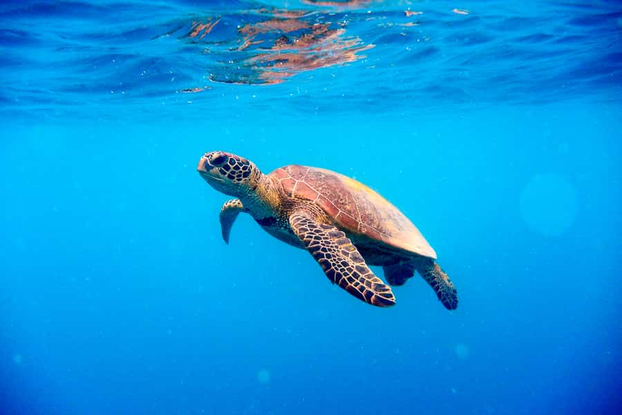 Cairns: Outer and Coral Cay Snorkel and Dive Cruise - The pace, the boat, and the group size