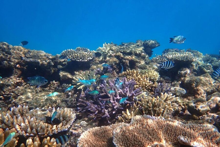 Cairns: Outer Great Barrier Reef & Dunk Island Small Group - What the small group really means