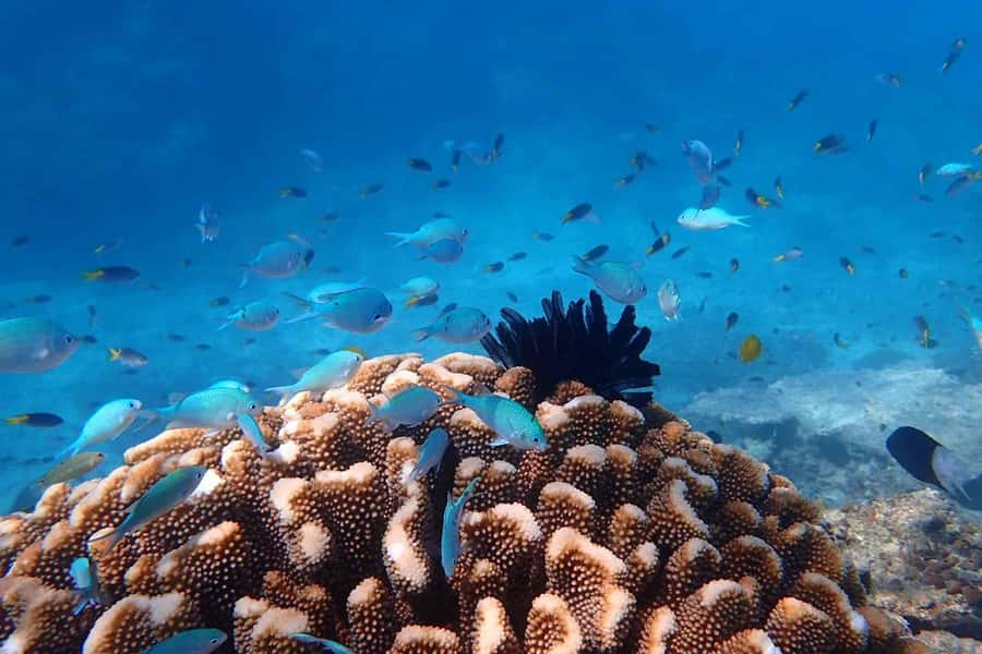 Cairns: Outer Great Barrier Reef & Dunk Island Small Group - The real cost of leaving from Cairns