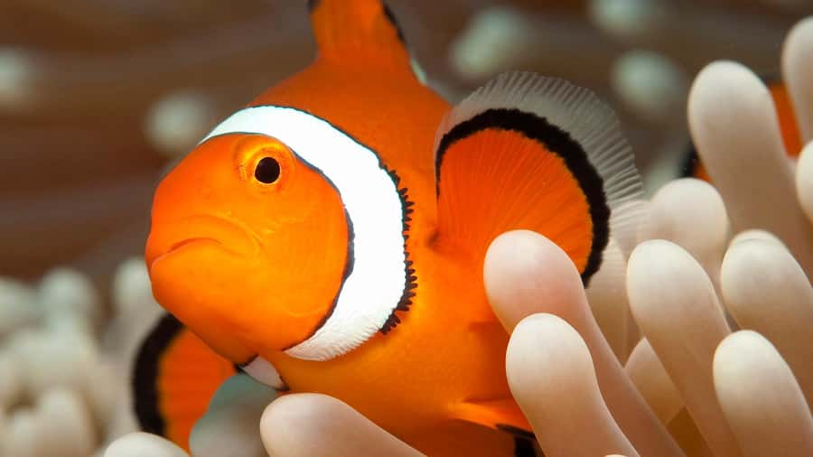 Cairns: Premium Snorkelling and Diving Reef Day Trip - Is $166 a fair price?