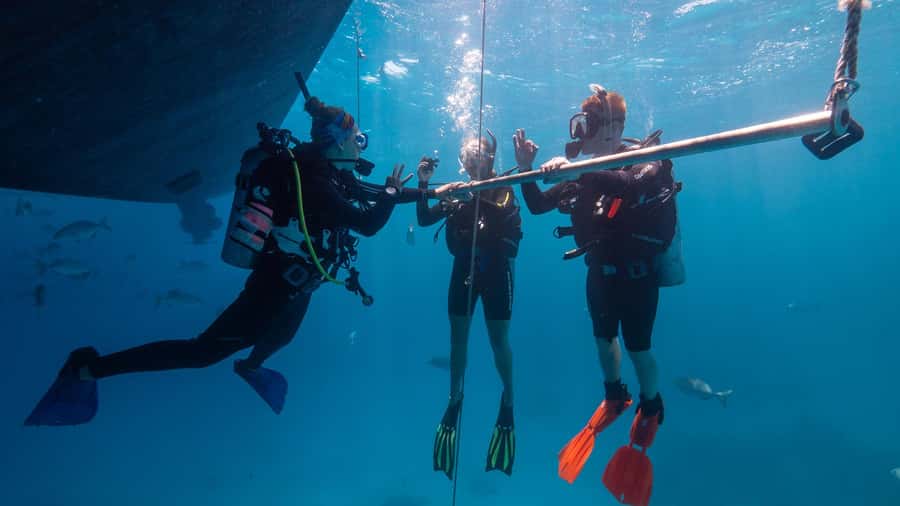 Cairns: Premium Snorkelling and Diving Reef Day Trip - Who will enjoy this reef trip most?