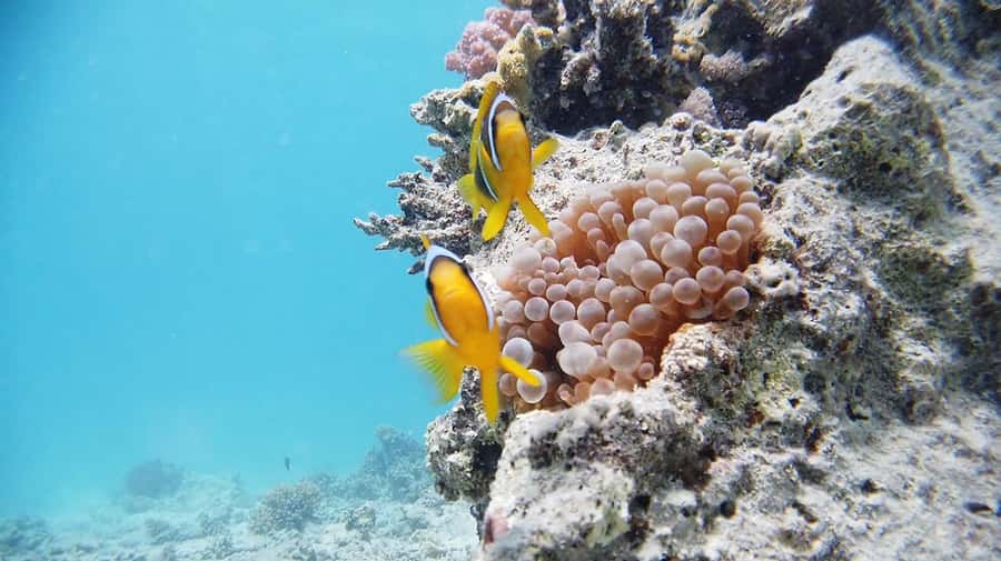 Cairo: Ain Sokhna Snorkeling cruise & optional transfer - Boat comfort, crew, and the smoking issue
