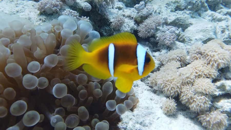 Cairo: Ain Sokhna Snorkeling cruise & optional transfer - Is $52 a fair price?