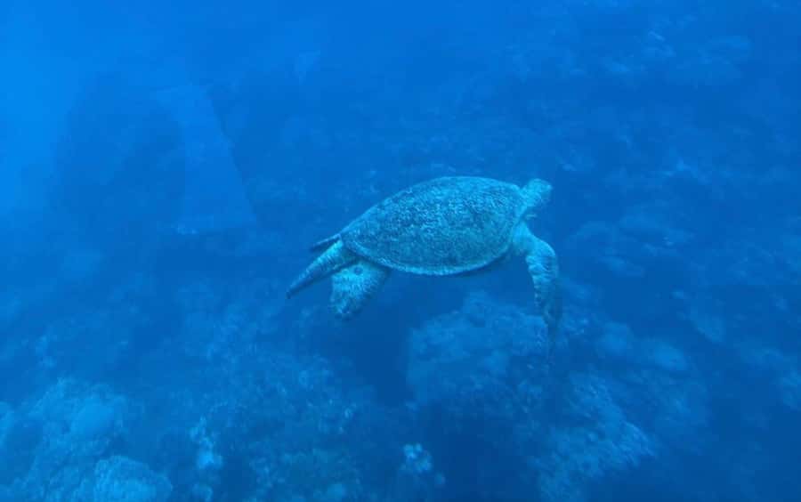 Cairo: Luxury Snorkeling Cruise & lunch with optional pickup - Lunch on the yacht