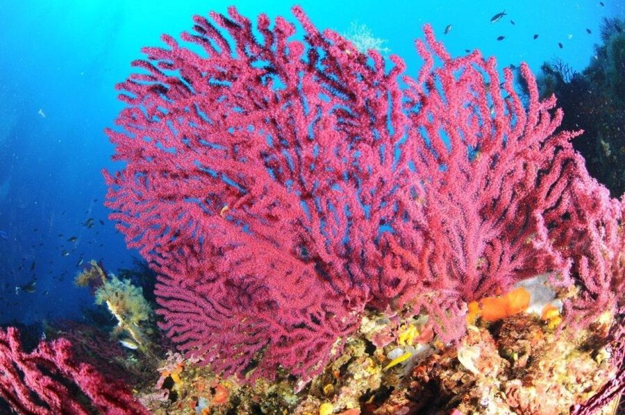 Calvi: Pointe de la Revellata Snorkeling Boat Tour - Why Pointe de la Revellata makes a good snorkeling target