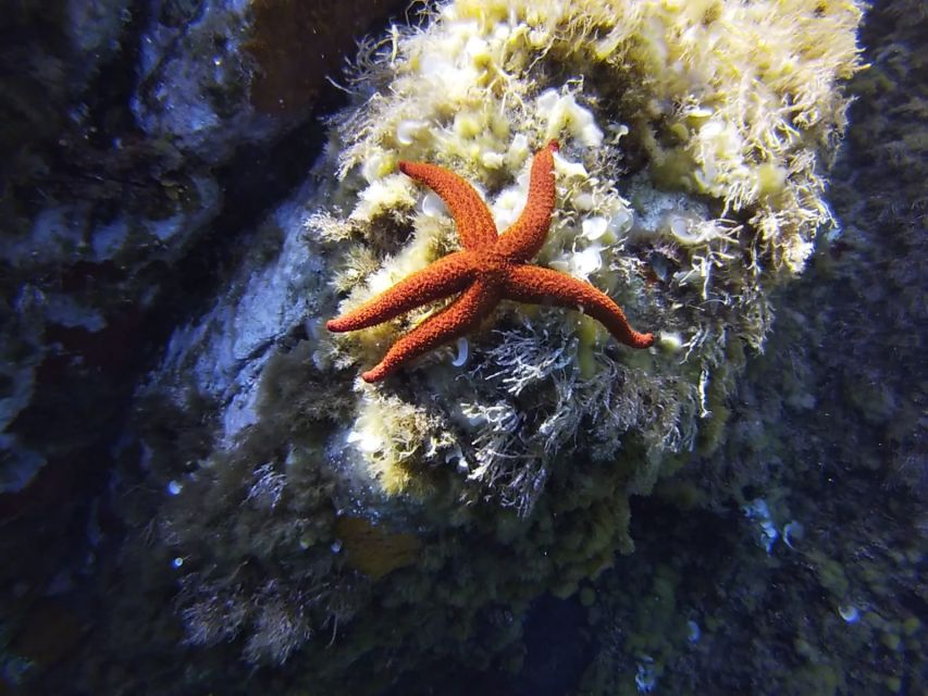 Calvi: Pointe de la Revellata Snorkeling Boat Tour - The short boat ride along Calvi’s rocky coast