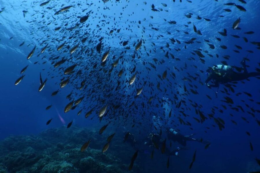 Calvi: Pointe de la Revellata Snorkeling Boat Tour - Is $41 a fair price in Calvi?