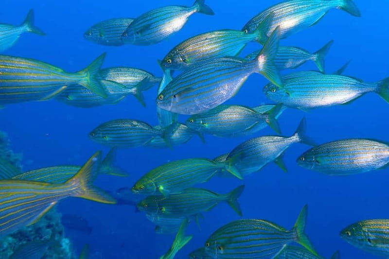 Calvi : Sortie snorkeling en bateau en bordure de réserve - Who should choose this Calvi snorkeling trip?