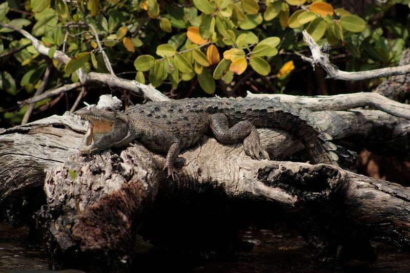 Cancun: Jungle Tour Adventure with Speedboat and Snorkeling - Taking the wheel through Nichupté Lagoon