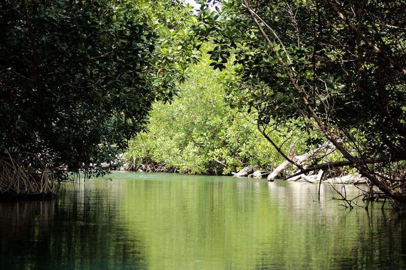 Cancun: Jungle Tour Adventure with Speedboat and Snorkeling - Punta Nizuc, with one hour for snorkeling