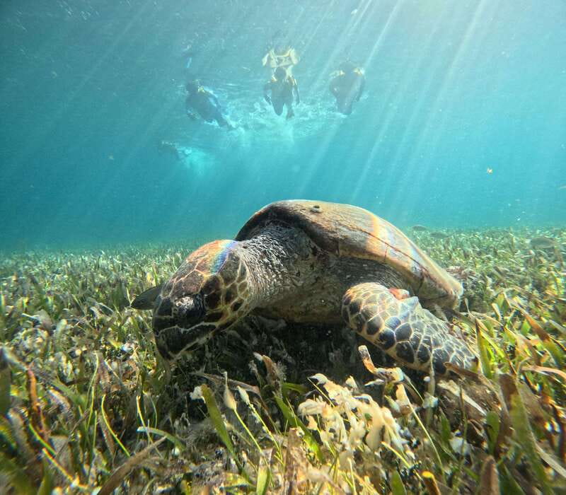 Cancun: Snorkeling Boat Tour with Gear - Five underwater stops in a three-hour outing