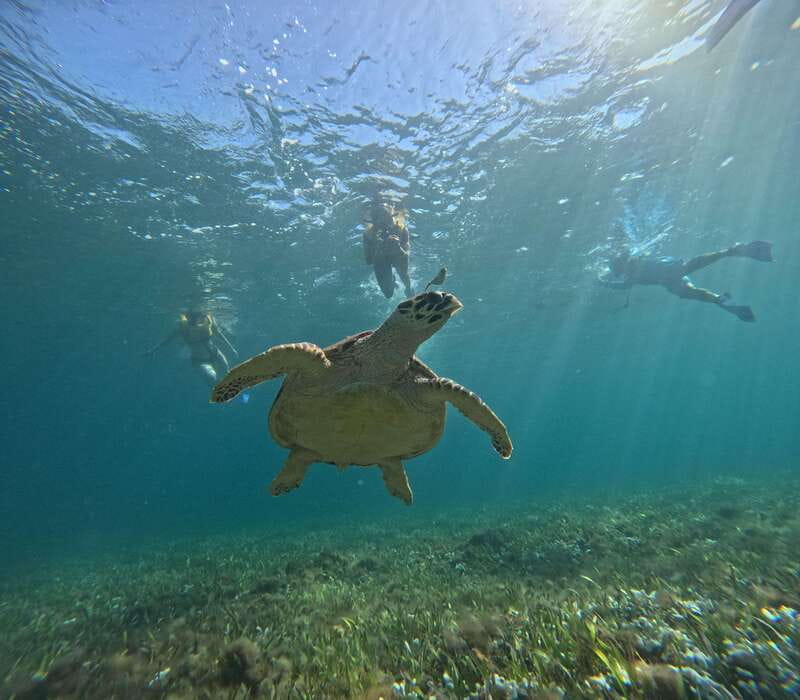 Cancun: Snorkeling Boat Tour with Gear - Turtle spotting takes place at a quieter sea location