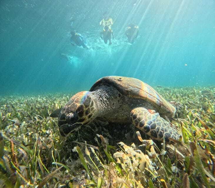 Cancun: Snorkeling Boat Tour with Gear - Cancellation and timing are fairly flexible