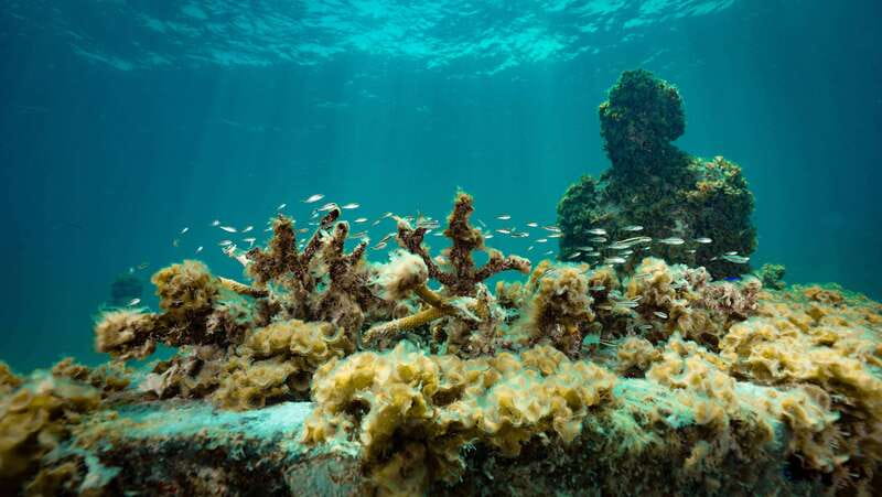 Cancun: Snorkeling Tour at MUSA The Underwater Museum - Who should choose this snorkeling tour?