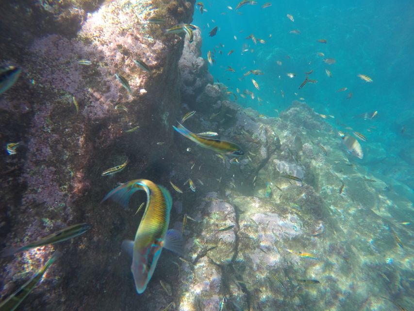 Caniço, Madeira: Marine Reserve Kayak & Snorkelling Tour - Who will enjoy this most?
