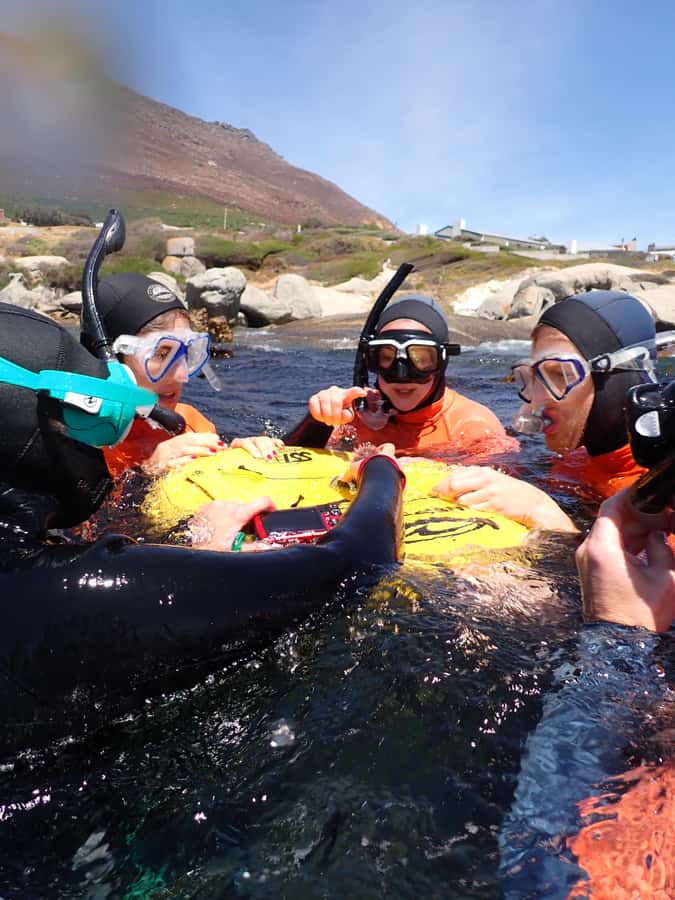Cape Town: Great African Sea Forest Guided Snorkel - Key points before you book