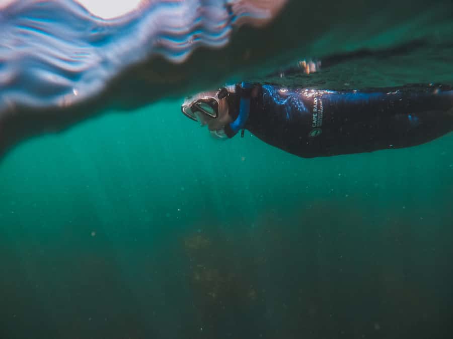 Cape Town: Great African Sea Forest Guided Snorkel - Who should book, and who should skip it