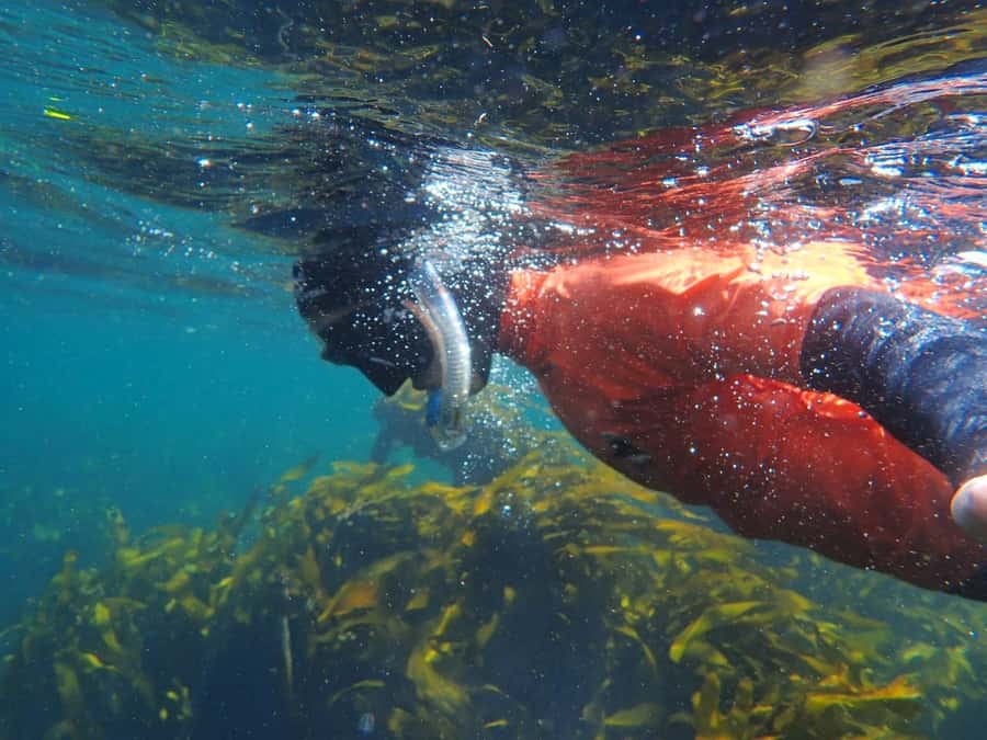 Cape Town: Great African Sea Forest Guided Snorkel - Entering the Great African Sea Forest at False Bay