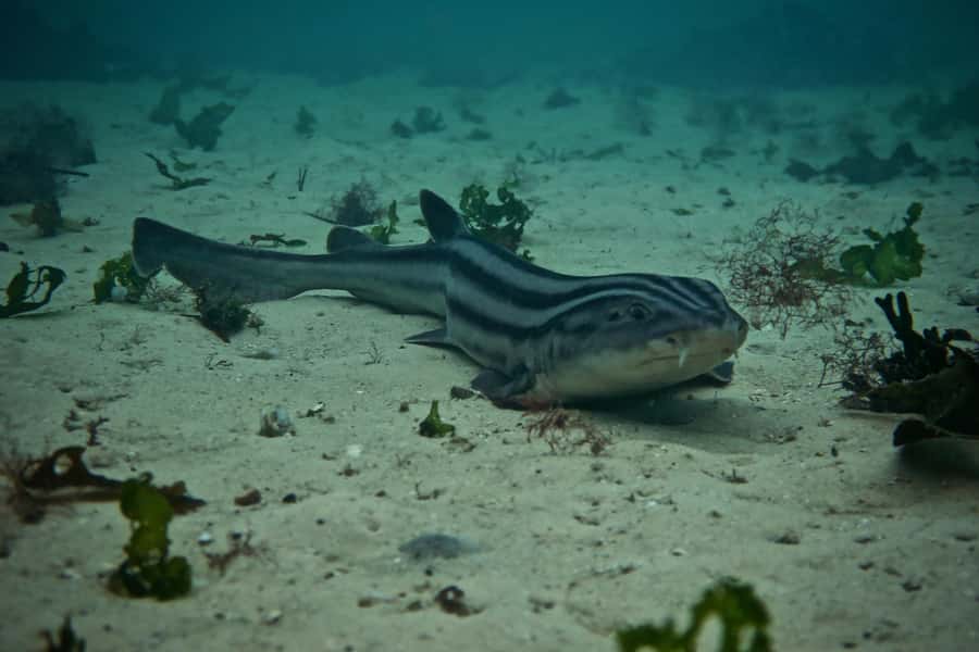 Cape Town: Great African Sea Forest Guided Snorkel - Learning to read the kelp forest