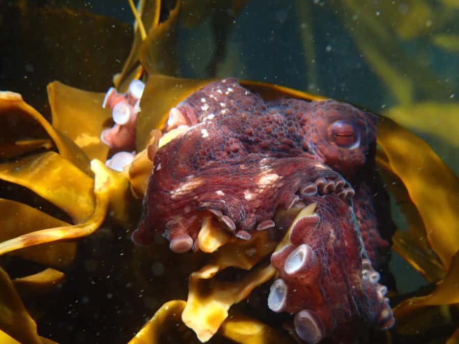 Cape Town: Great African Sea Forest Guided Snorkel - What the water feels like in practice