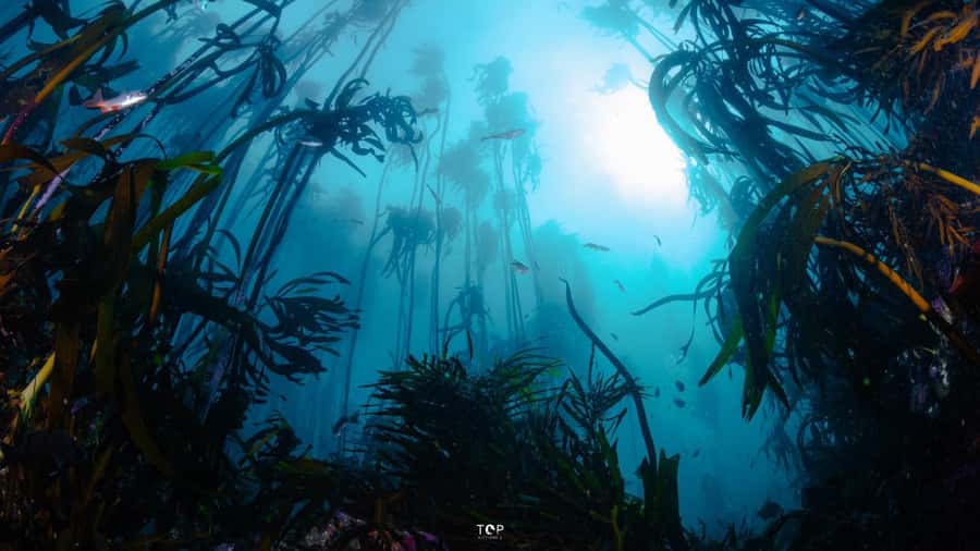 Cape Town: Great African Sea Forest Guided Snorkel - Finding sharks for the research project