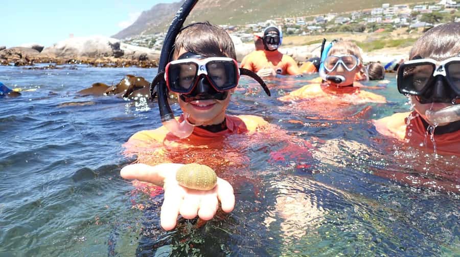 Cape Town: Great African Sea Forest Guided Snorkel - Other animals you might see