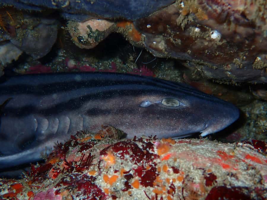 Cape Town: Great African Sea Forest Guided Snorkel - The guide makes the difference