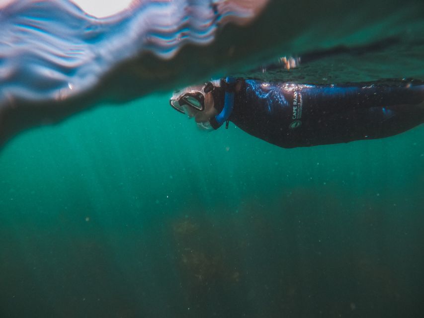 Cape Town: Great African Sea Forest Guided Snorkel - Is two hours enough for $74?