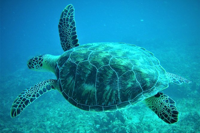 CAPTAIN ALAN'S 4hr -3 Islands-snorkeling-turtles-beach ADVENTURE - At a glance: what makes this boat trip worth considering