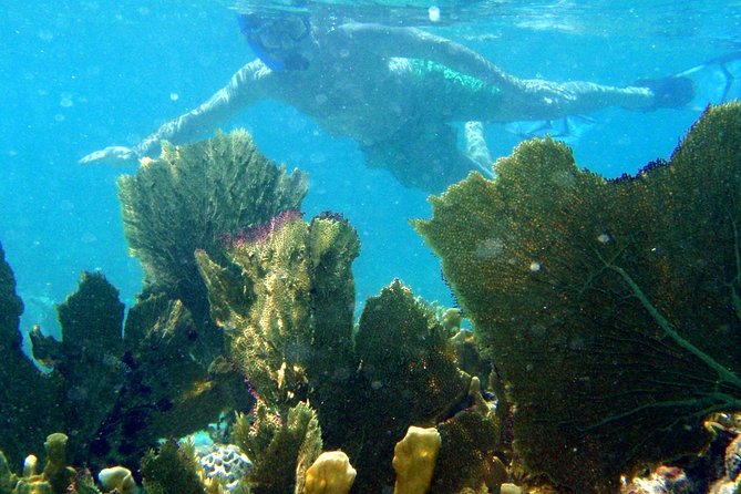 CAPTAIN ALAN'S 4hr -3 Islands-snorkeling-turtles-beach ADVENTURE - Who will get the most from this four-hour format