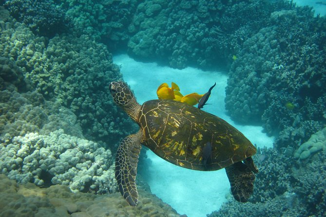 Captain Cook Snorkel Tour with Sea Caves and Lava Tubes - Sea caves, lava tubes, and the ride home
