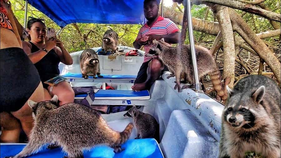 Cartagena: Raccoon Island Snorkel, Mangrove, Photos & Lunch - Key points to know before you book