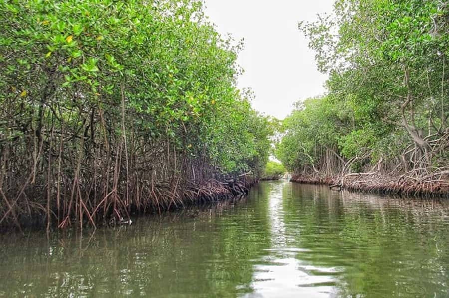 Cartagena: Raccoon Island Snorkel, Mangrove, Photos & Lunch - Entering the mangroves by speedboat