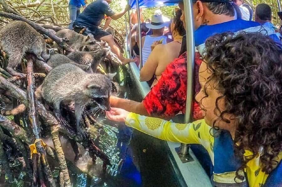 Cartagena: Raccoon Island Snorkel, Mangrove, Photos & Lunch - The raccoon encounter