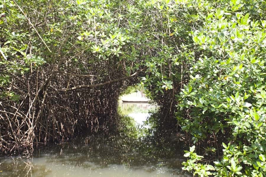 Cartagena: Raccoon Island Snorkel, Mangrove, Photos & Lunch - Playa Blanca and the included lunch