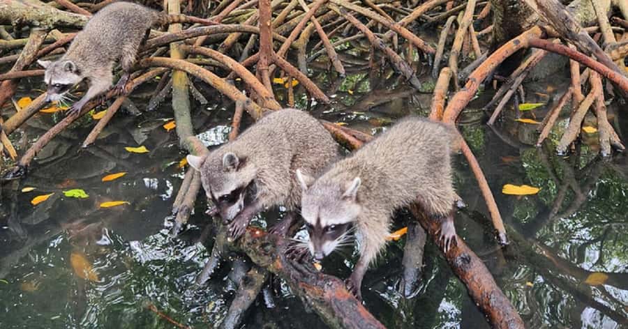 Cartagena: Raccoon Island Snorkel, Mangrove, Photos & Lunch - Morning pickup from Cartagena
