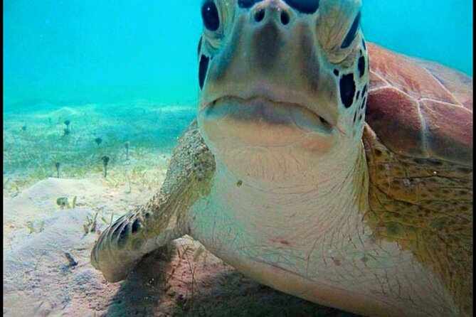 Cas Cay - Kayak Hike and Snorkel Adventure - Should you book Cas Cay Kayak, Hike, and Snorkel Adventure?