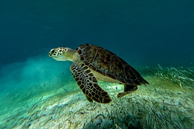 Catamaran Cruise in Riviera Maya With Snorkeling & Beach Club - Practical tips for a smoother outing
