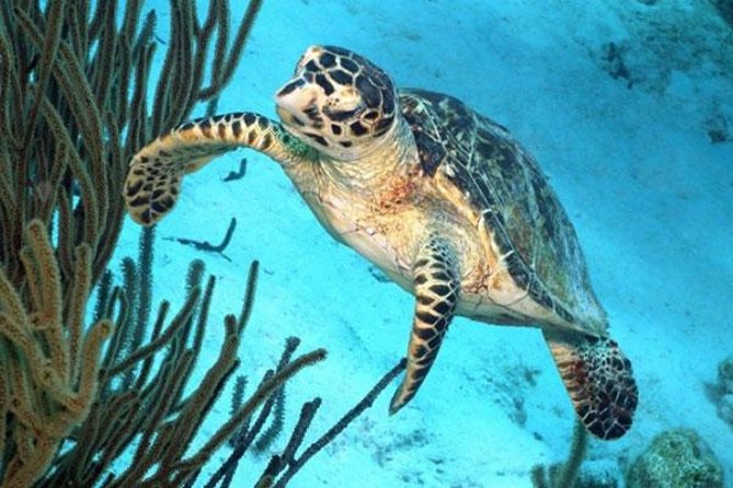 Catamaran Snorkel & BBQ Sail (cruise friendly) - Sailing out toward Bonaire Marine Park
