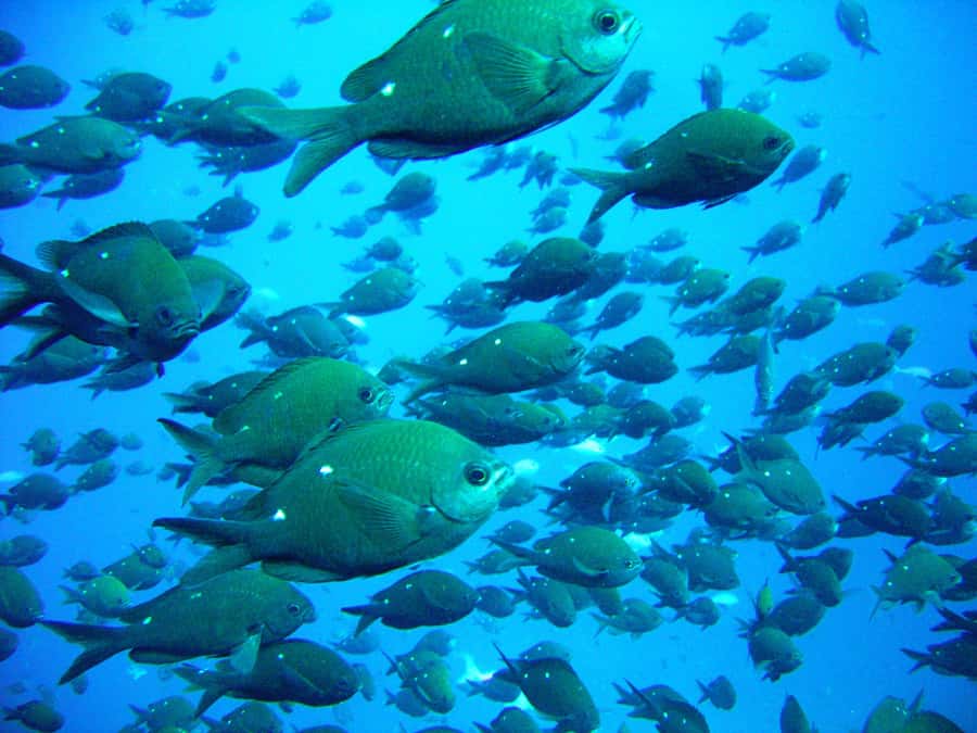 Cathedral Cove Marine Reserve: Snorkeling Boat Trip - What the one-hour snorkel feels like