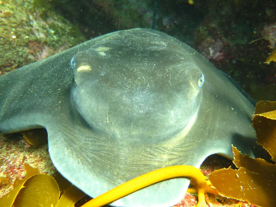 Cathedral Cove Marine Reserve: Snorkeling Boat Trip - Warm wetsuits and quality equipment