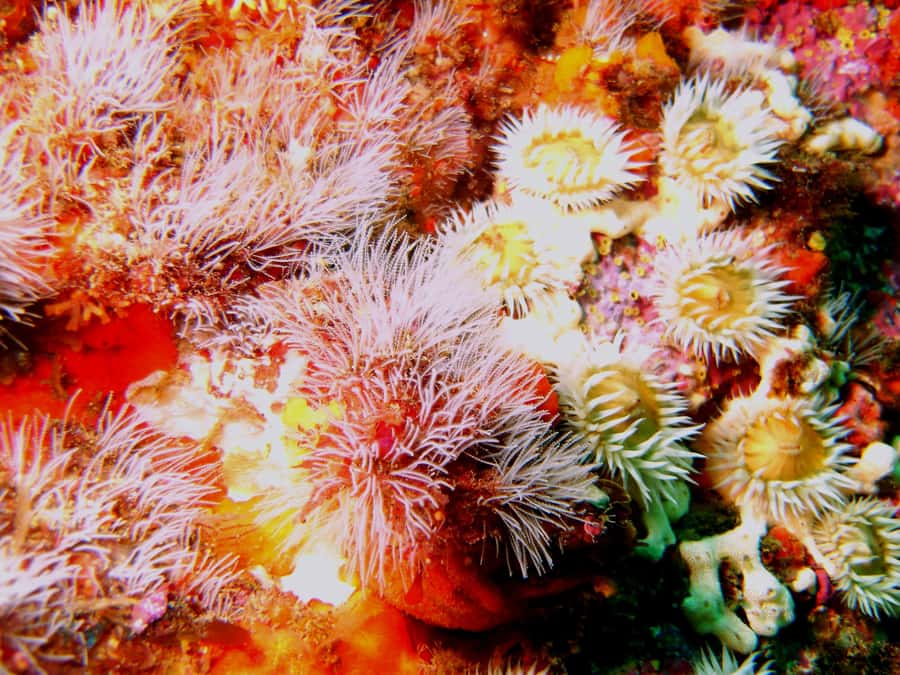 Cathedral Cove Marine Reserve: Snorkeling Boat Trip - Who will enjoy this boat trip most?