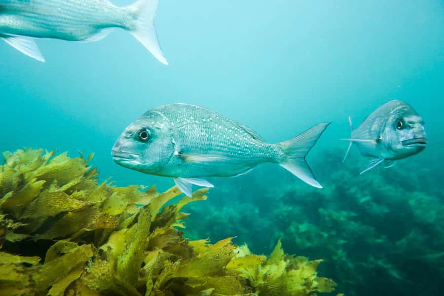 Cathedral Cove Marine Reserve: Snorkeling Boat Trip - Is the trip worth booking?