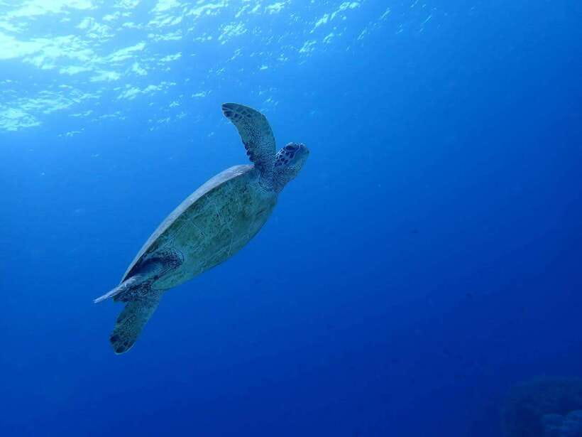 Cebu: Kawasan Canyoning, Moalboal Snorkeling, & Turtles Tour - The 4:00 to 5:00 A.M. start from Cebu