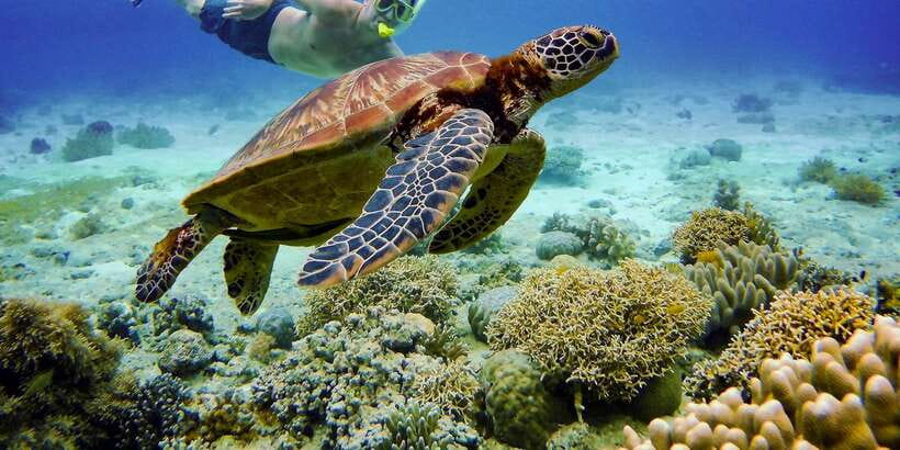 Cebu: Moalboal Sardines & Turtle Snorkeling and Canyoneering - Weather, timing, and cancellation flexibility
